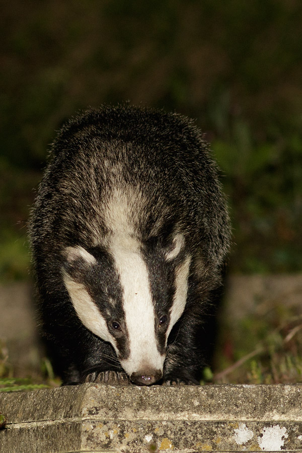 3006152806153115.jpg - Badger on patio
