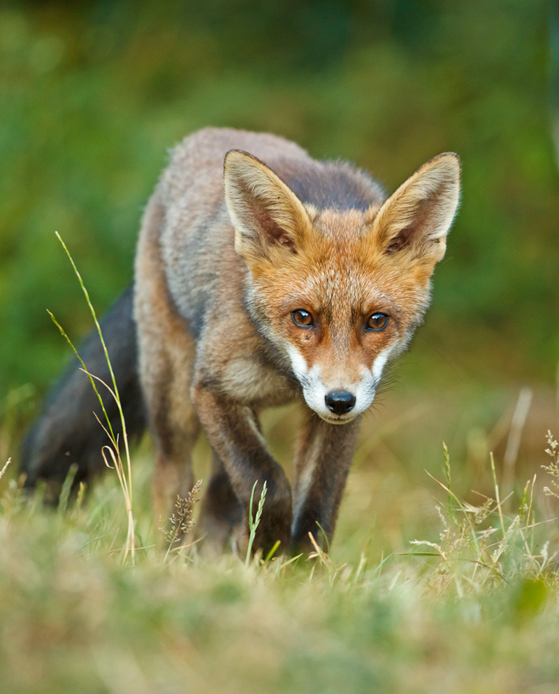 3006182906180373.jpg - Young fox
