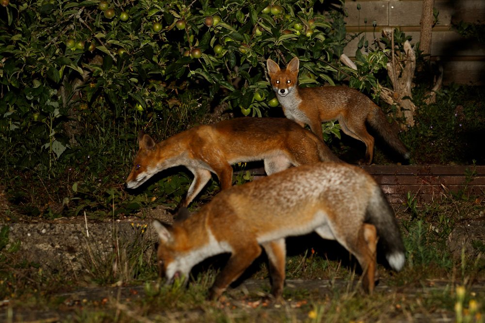 3006193006198853.jpg - Little Vixen, Wolfy, Butch
