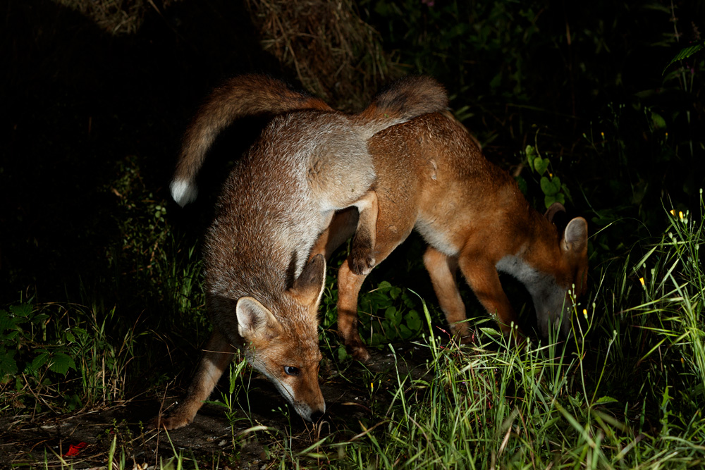 3006212906213868.jpg - Fox cubs squabbling