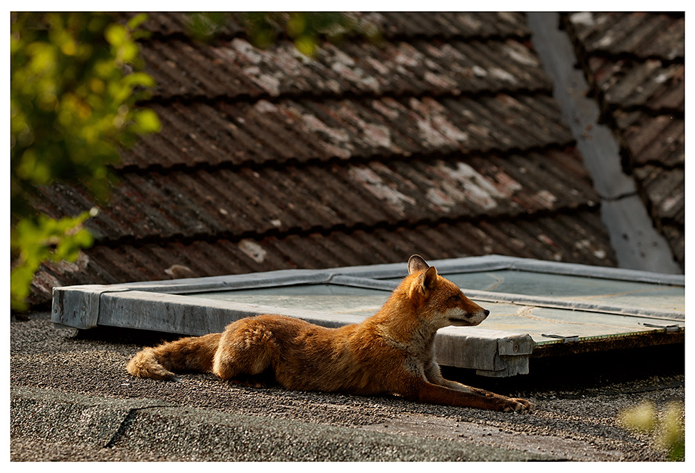 3006232906236294.jpg - Lopa on neighbouring roof
