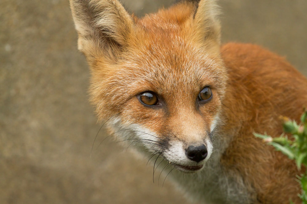 3007132907134385.jpg - Portrait of young fox cub (5 months old)
