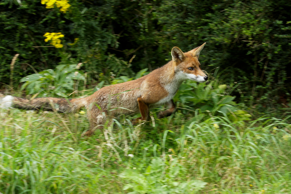 3007173007174216.jpg - Fox running