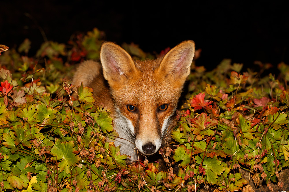 3007183007183053.jpg - Fox in a bed of geranium