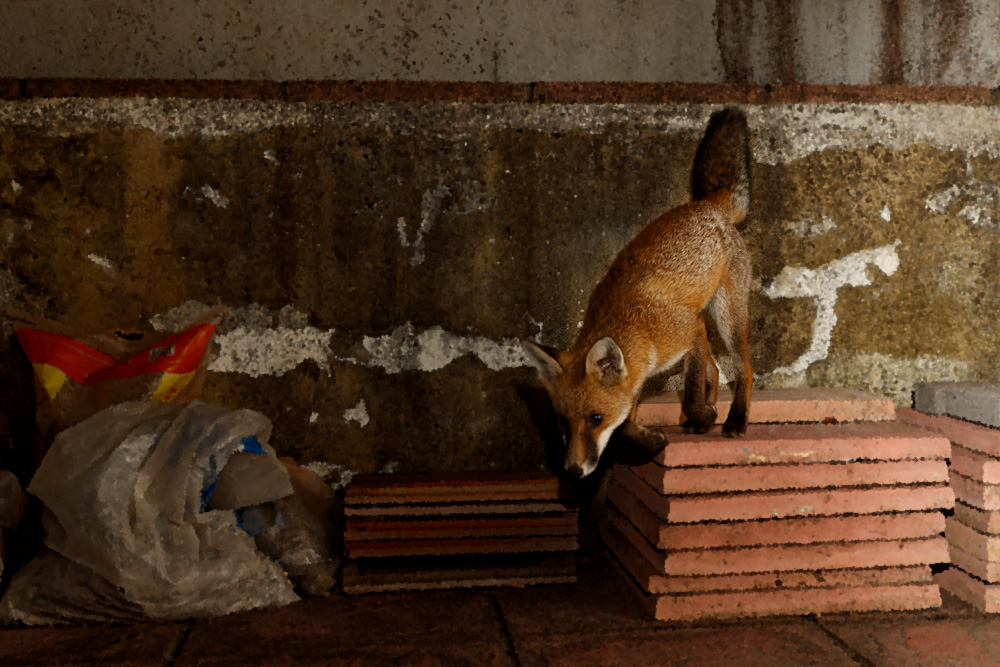 3007193007194360.jpg - Butch jumping off wall