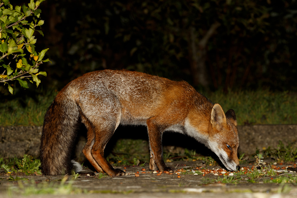 3009193009199407.jpg - Wolfy at night