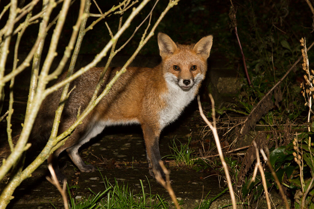 3011132811130404.jpg - Fox in the garden after rain