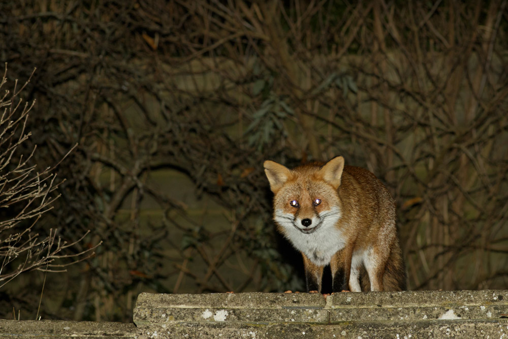 3011163011168508.jpg - Fox in the garden