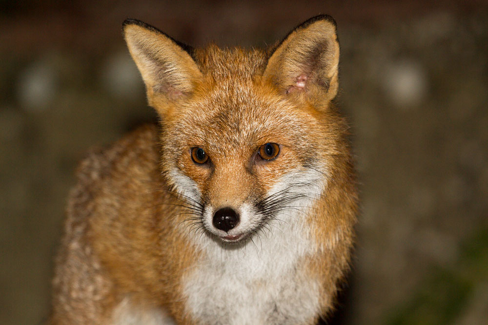 3012132912134827.jpg - Fox in garden