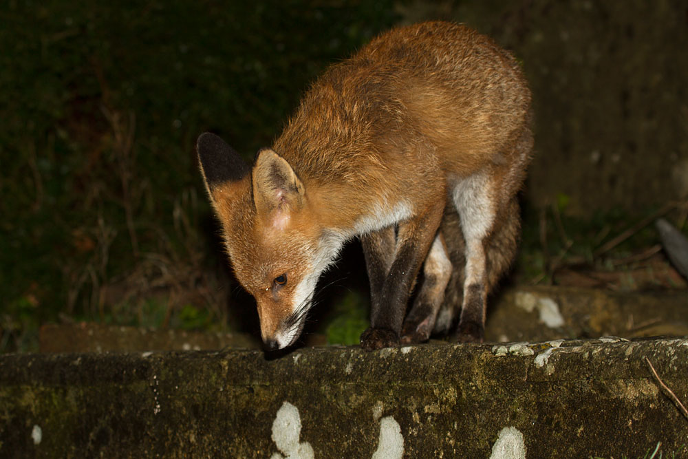 3101143001149022.jpg - Fox in garden after rain