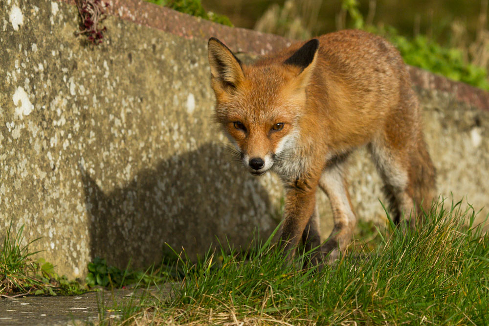3101150202149199.jpg - Fox in sunshine