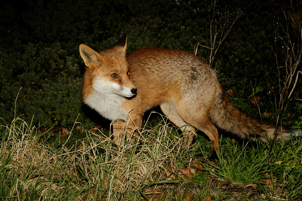 3101183101185189.jpg - Pretty Vixen in the long grass