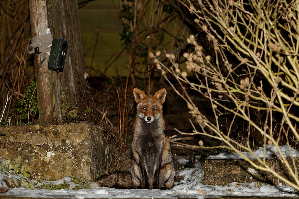 3101193101190003.jpg - Wolfy in the garden