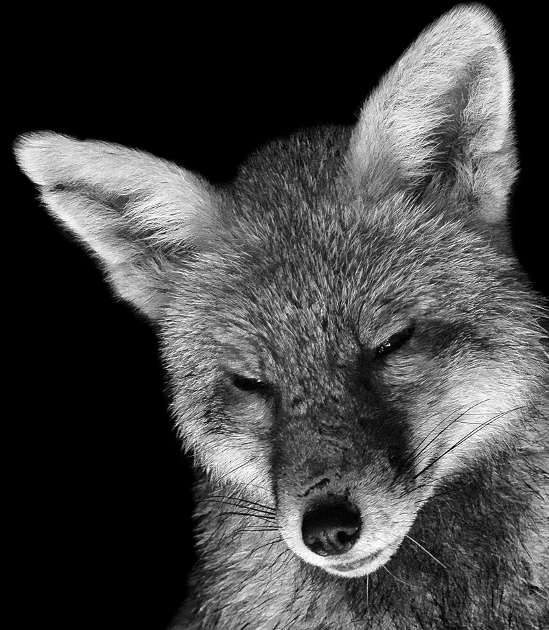 3101203101205352.jpg - Portrait of Wolfy (b/w)