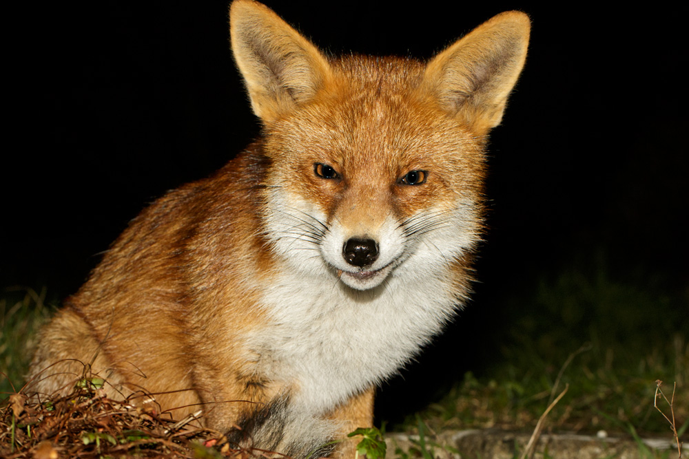 3103180502185598.jpg - Pretty Vixen