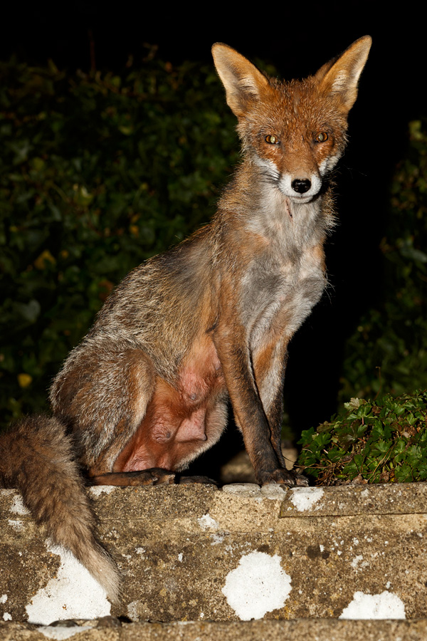 3103193003190732.jpg - Wolfy (vixen) at night
