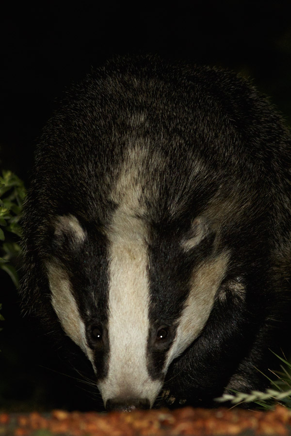 3105152805157016.jpg - Badger on the path