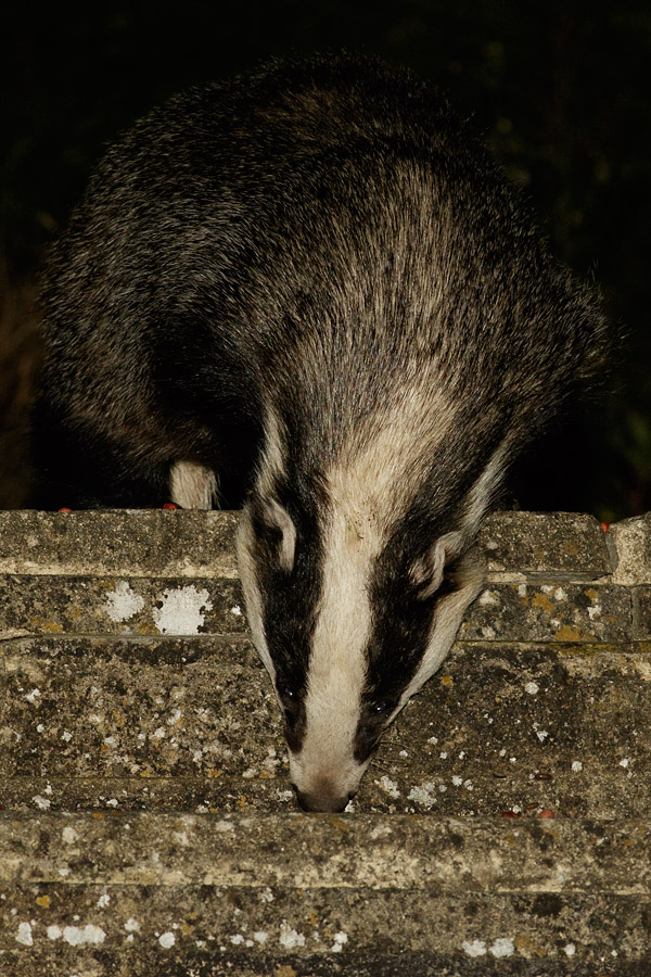 3107152507159110.jpg - Badger reaching down the steps