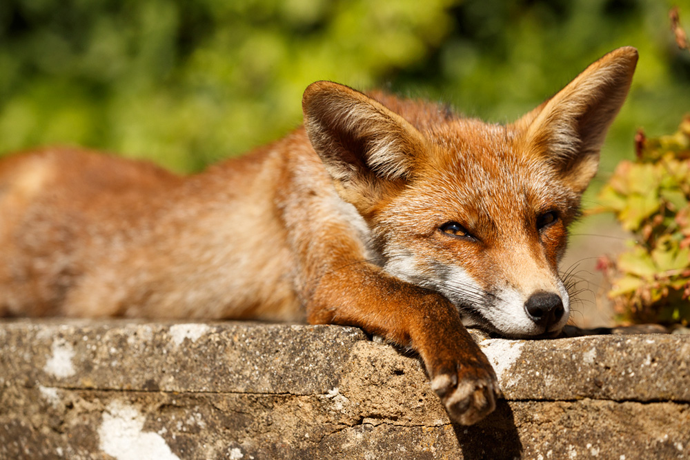 3107183107183245.jpg - Scamp relaxing on a sunny day