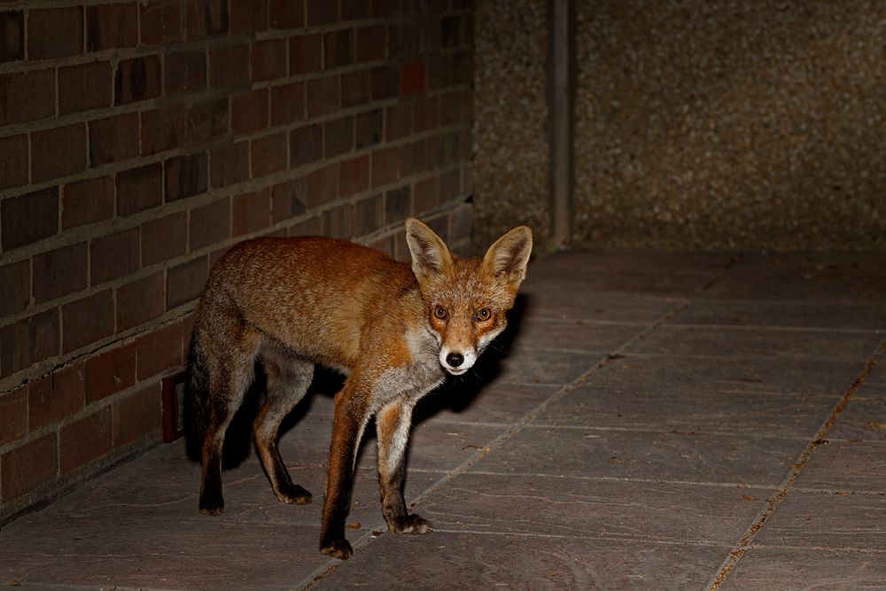 3108193008197822.jpg - Wolfy by brick wall