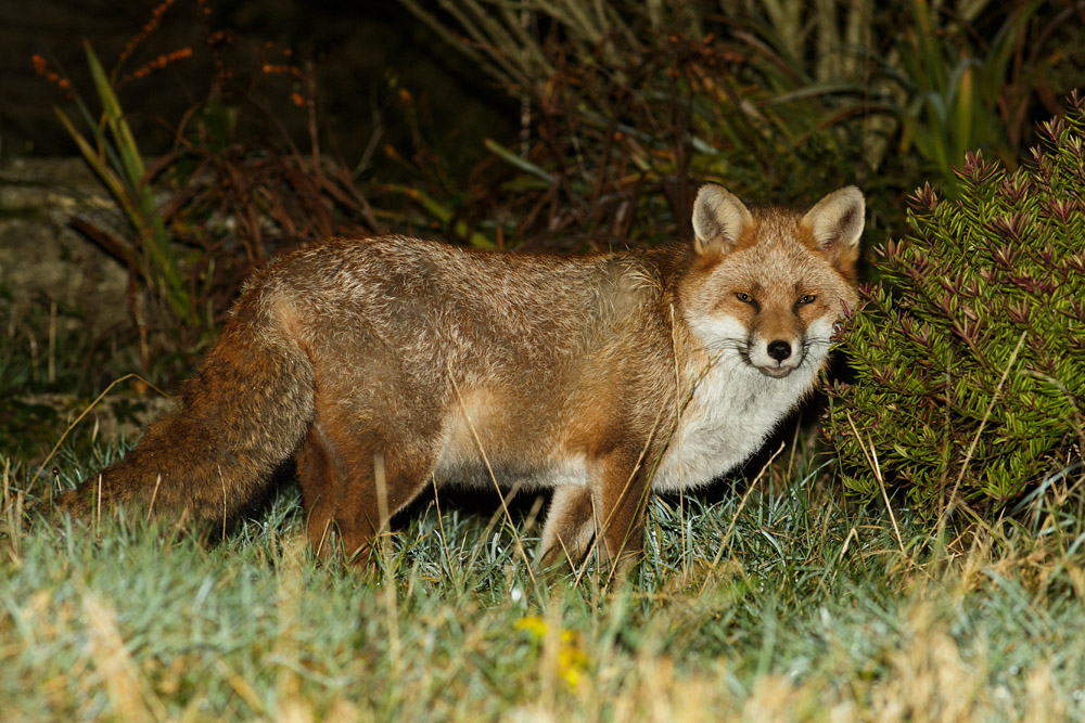 3110163110166842.jpg - Fox on the lawn