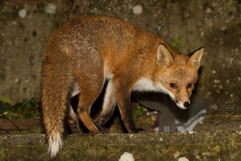 3112133012134830.jpg - Fox in garden