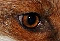 1109101009106929