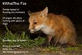 200314whatthefox_2