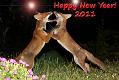 newyear_2706108338