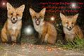 xmas__b_2014