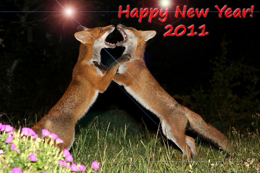 newyear_2706108338.jpg
