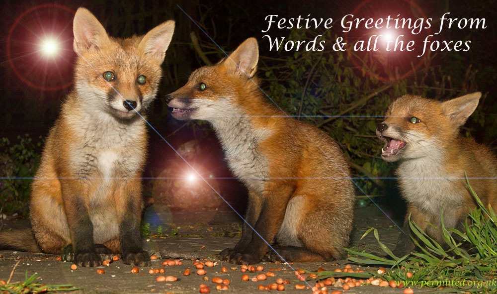 xmas2013_2305137942.jpg - Three fox cubs eating peanuts in a suburban garden