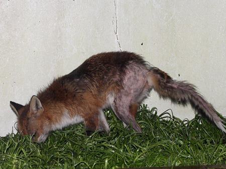 fox with torch