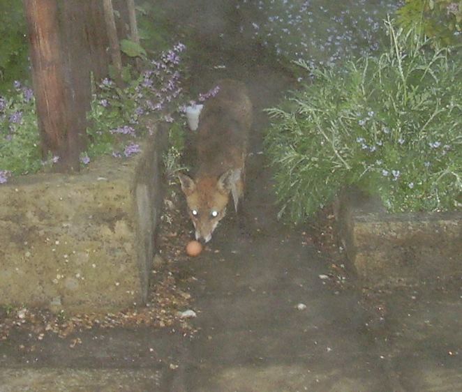 fox and egg