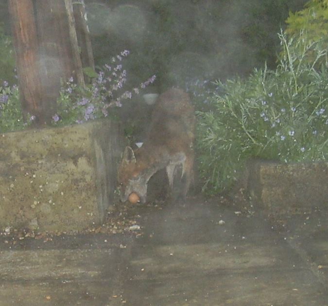 fox lifts egg