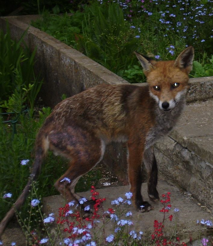 foxy