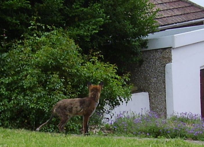 fox watch