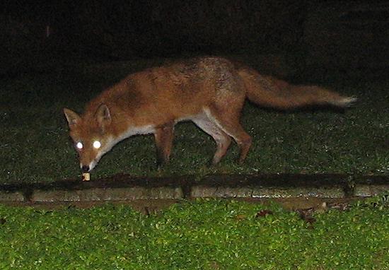 vixen
