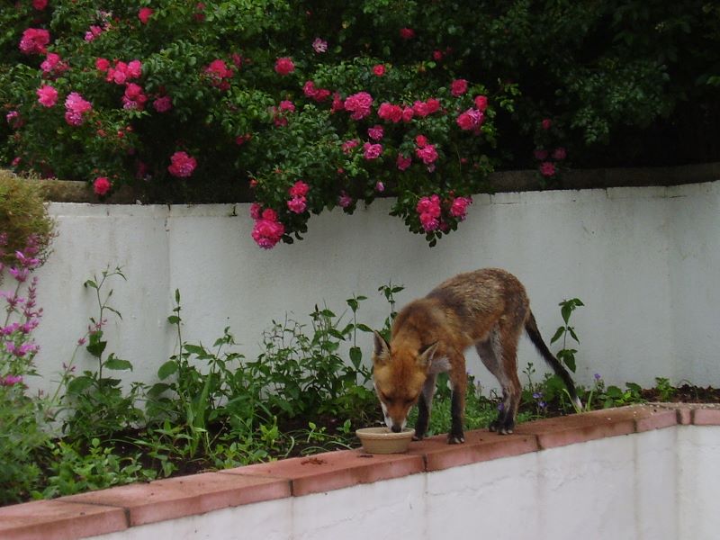 Fox eating
