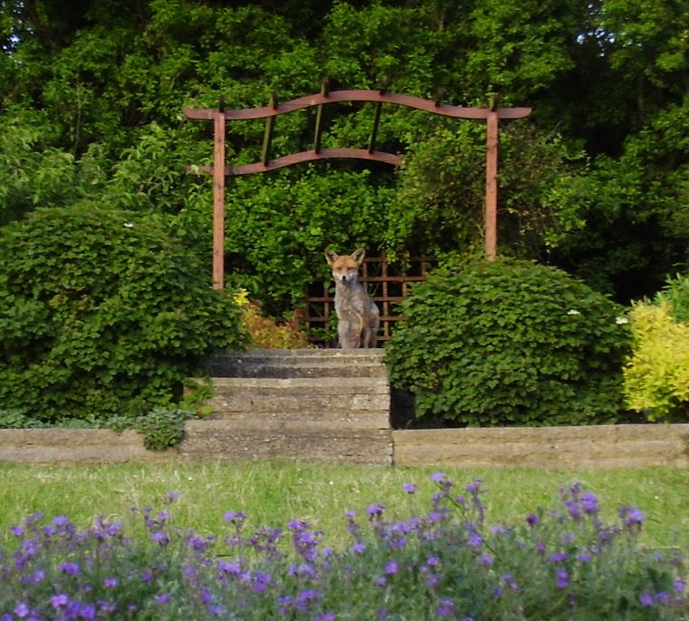 Fox surveying territory