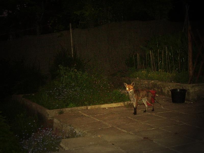 Fox Watching