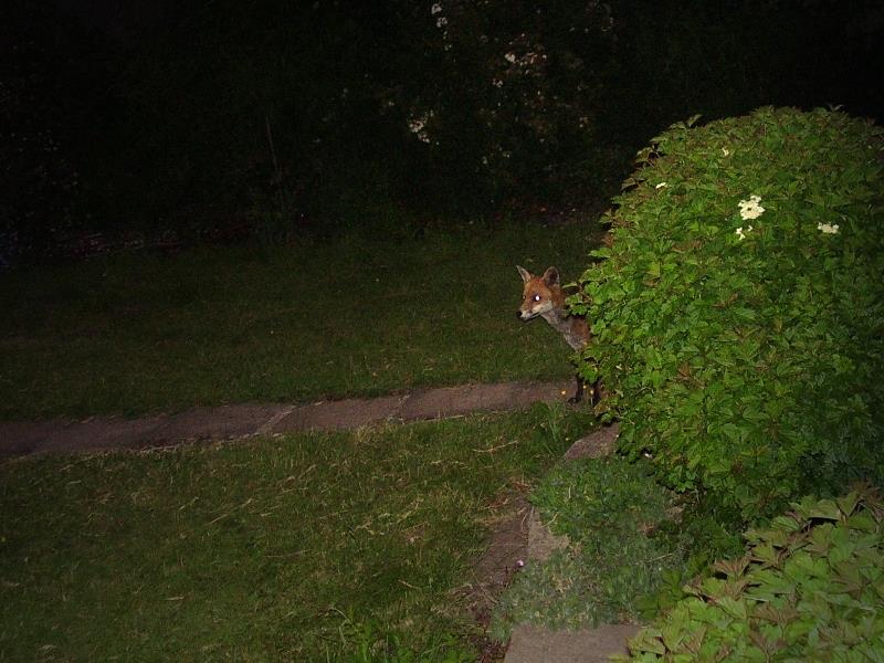 Fox Peeking