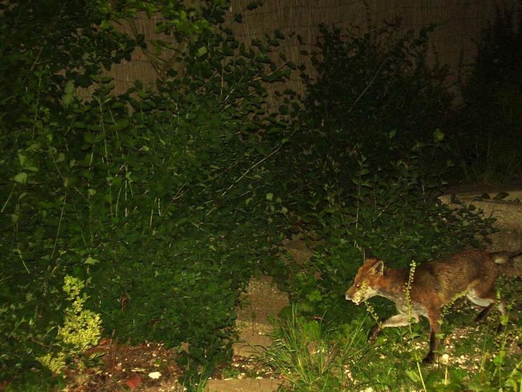 Fox Running