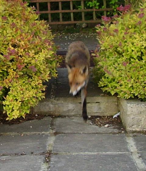 Fox enters