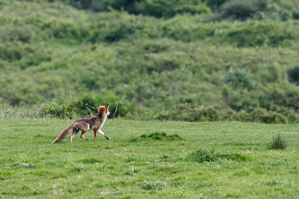 fox_1005091688.jpg