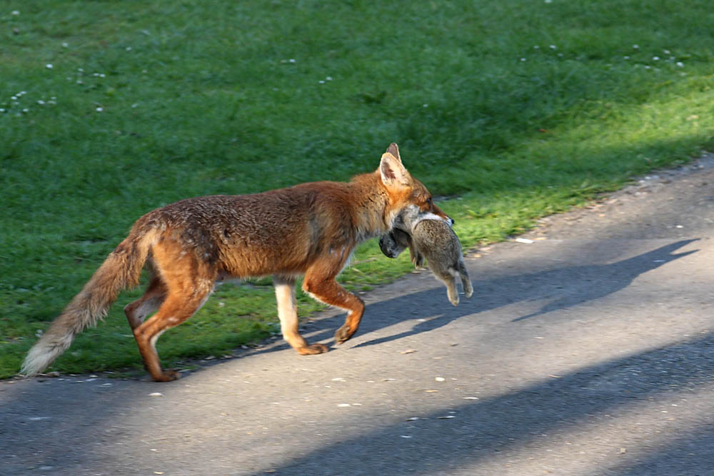 fox_campus_0105090532.jpg
