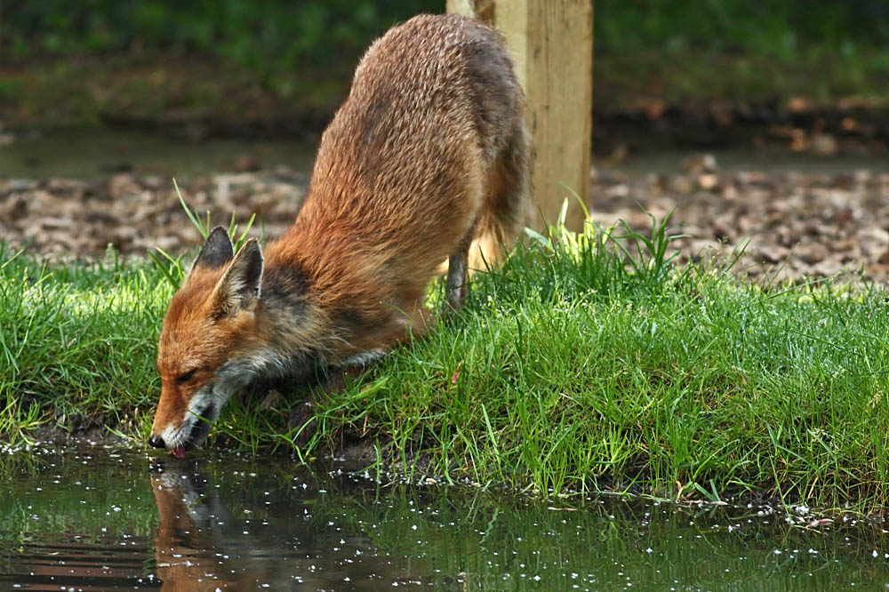 fox_campus_0105090592.jpg