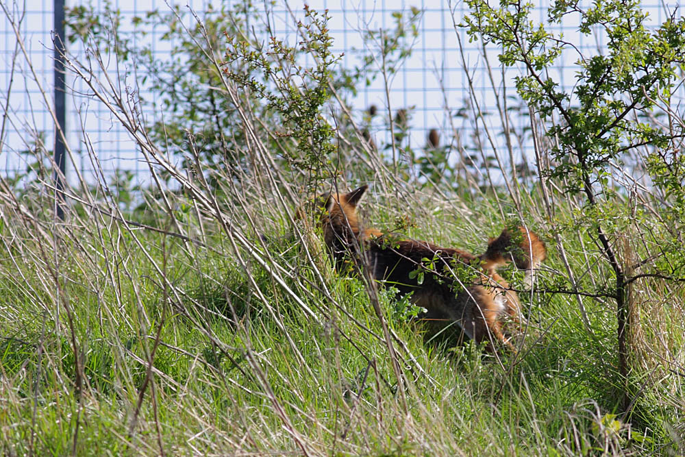 fox_prey_0205090812.jpg