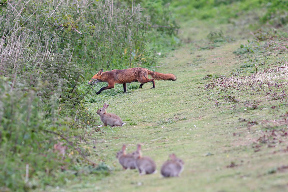 fox_vixen_1605092551.jpg