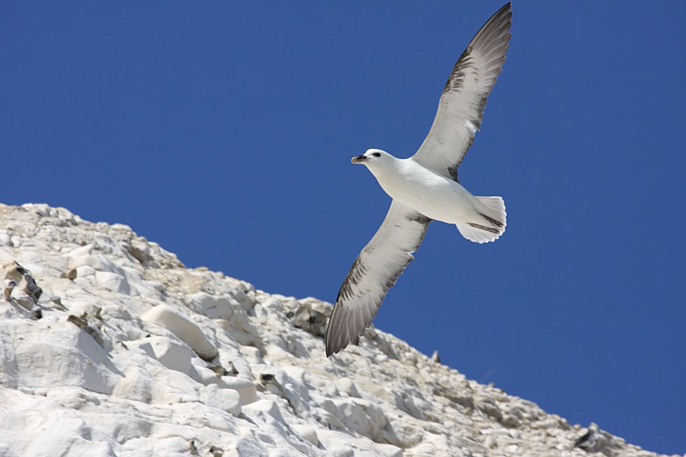 fulmar_0404092938.jpg